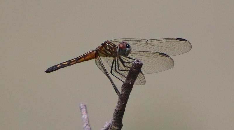 Photo of Blue Dasher