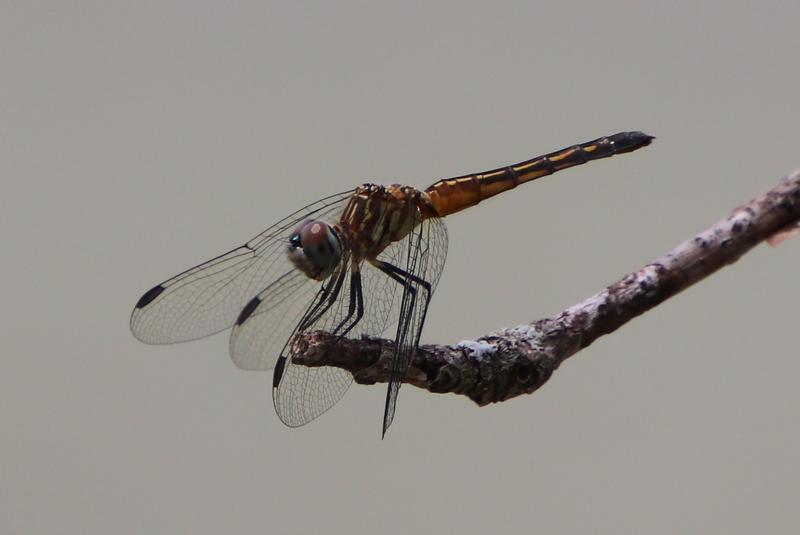 Photo of Blue Dasher