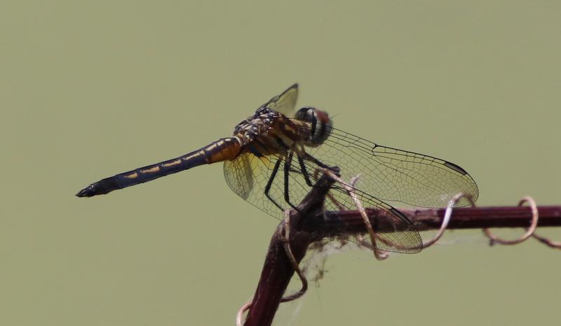 Photo of Blue Dasher
