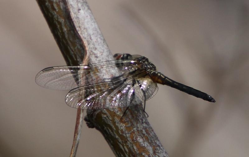 Photo of Blue Dasher
