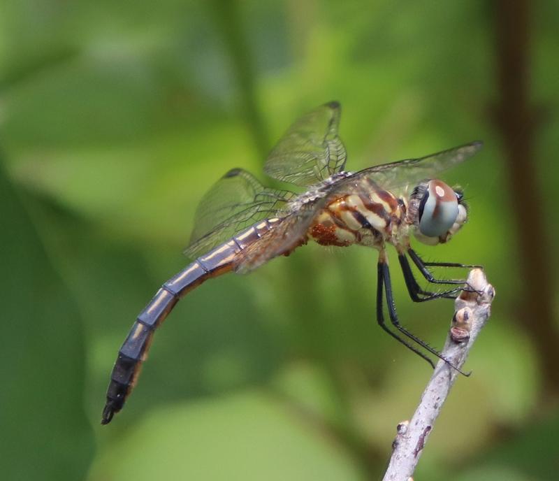 Photo of Blue Dasher