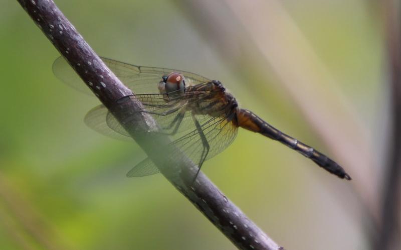 Photo of Blue Dasher