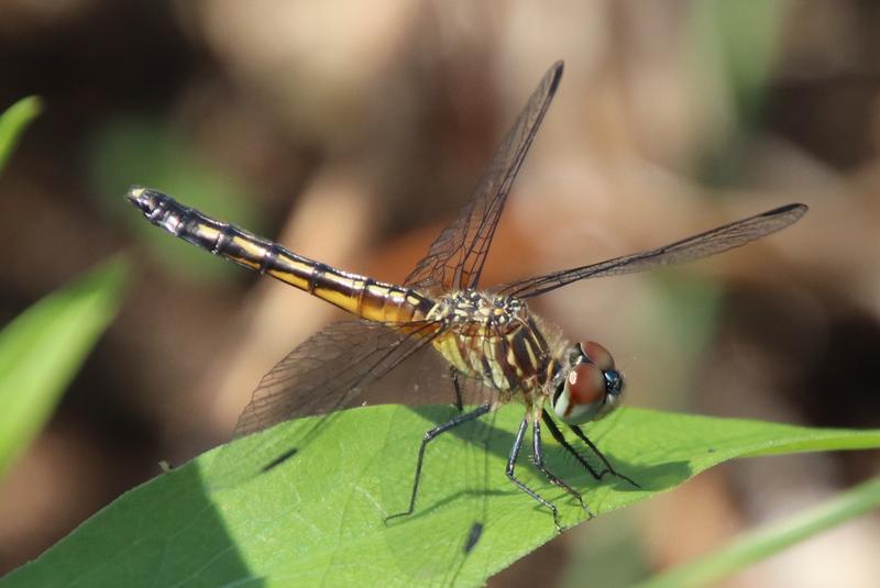 Photo of Blue Dasher