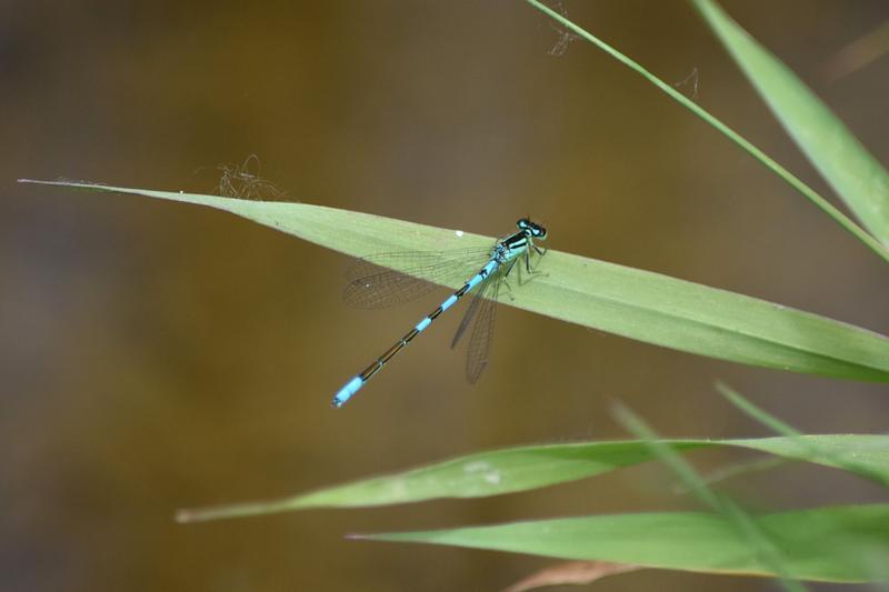 Photo of Taiga Bluet