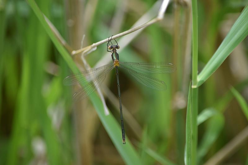 Photo of Elegant Spreadwing
