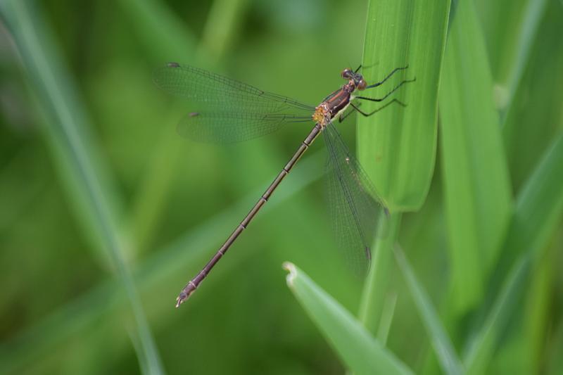 Photo of Swamp Spreadwing