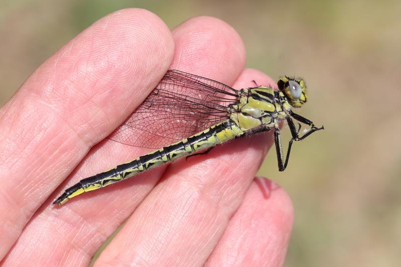 Photo of Horned Clubtail