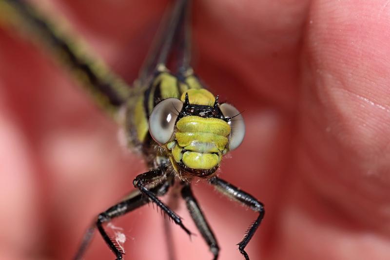 Photo of Horned Clubtail