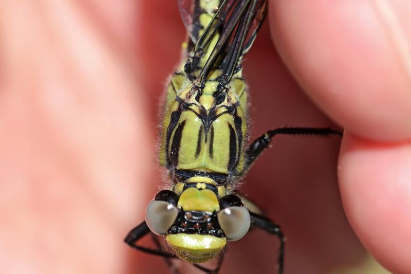 Photo of Horned Clubtail