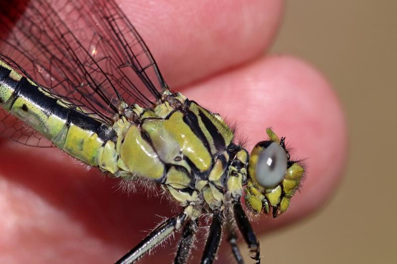 Photo of Horned Clubtail