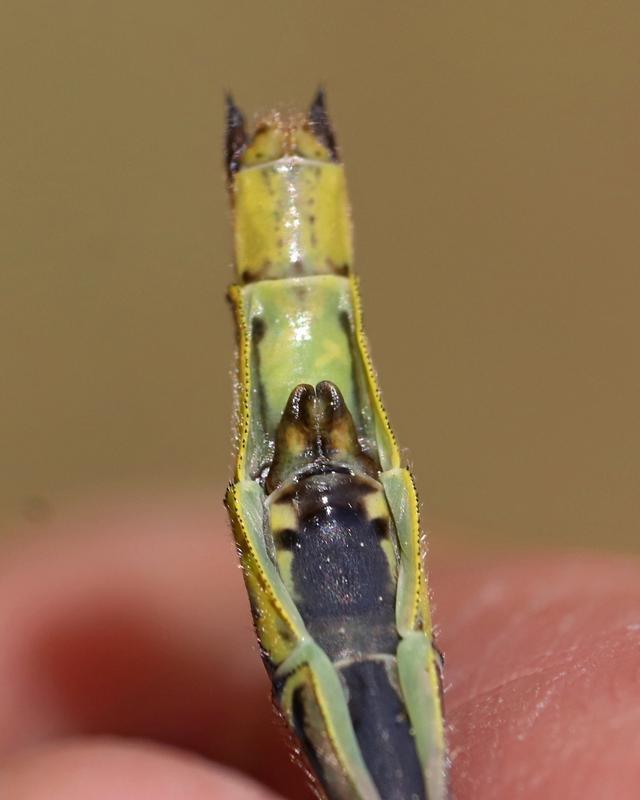 Photo of Horned Clubtail