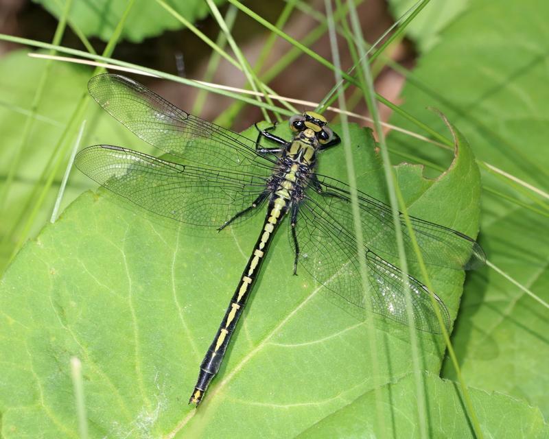 Photo of Horned Clubtail