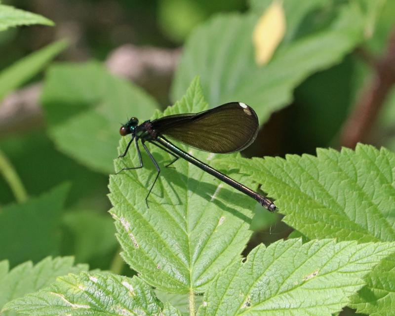 Photo of Ebony Jewelwing