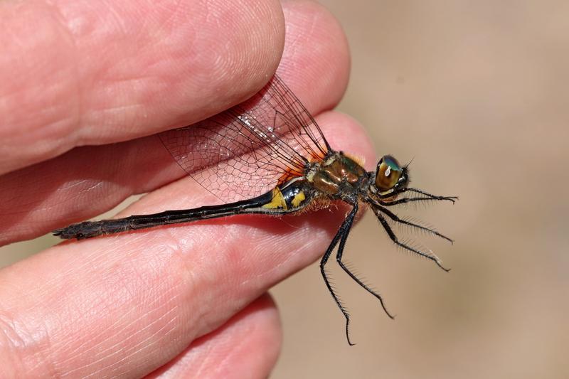 Photo of Racket-tailed Emerald