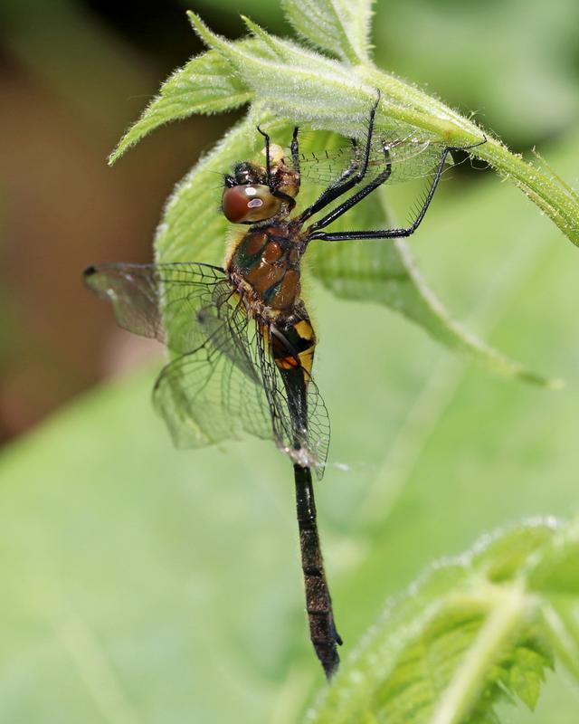 Photo of Racket-tailed Emerald