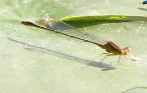 Photo of Orange Bluet