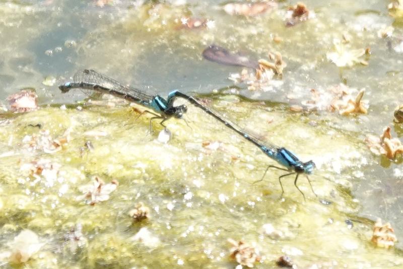 Photo of Skimming Bluet