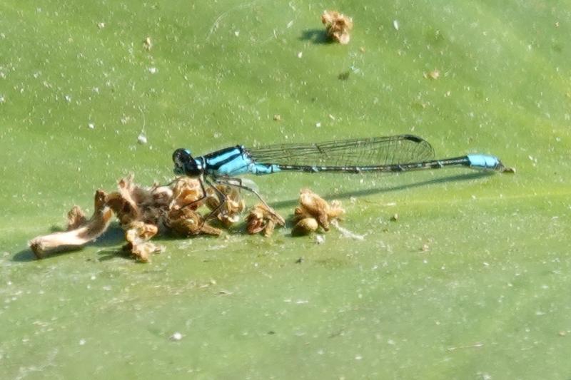 Photo of Skimming Bluet