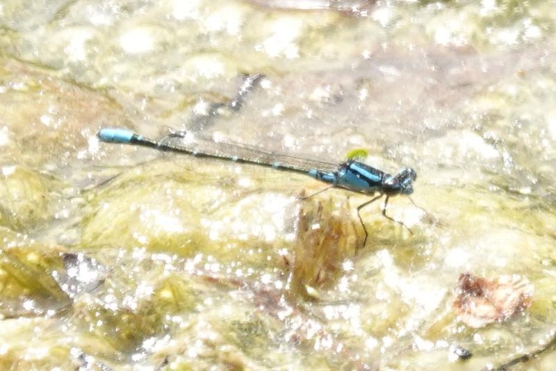 Photo of Skimming Bluet