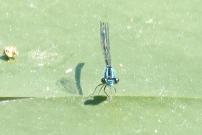Photo of Skimming Bluet