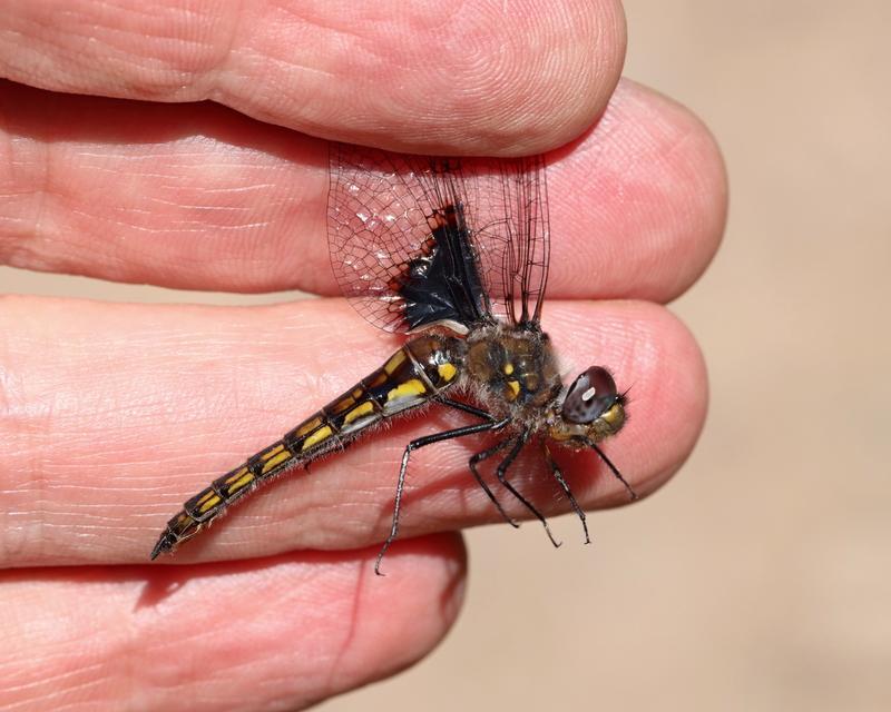 Photo of Common Baskettail