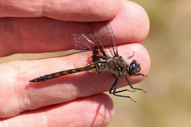 Photo of Common Baskettail
