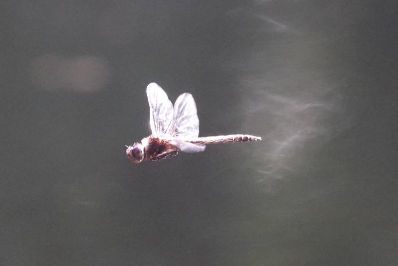 Photo of Common Baskettail