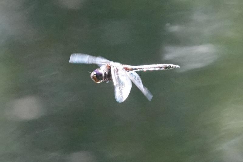 Photo of Common Baskettail