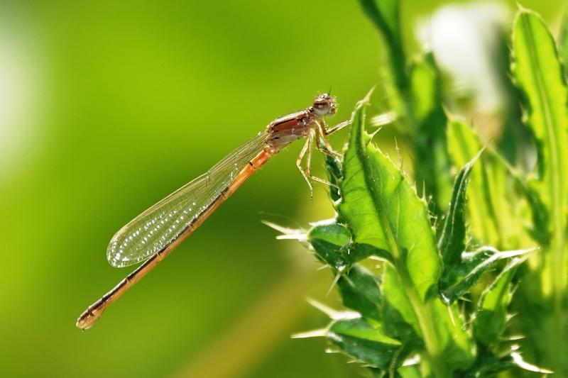 Photo of Eastern Forktail