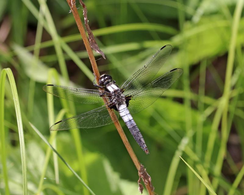 Photo of Chalk-fronted Corporal