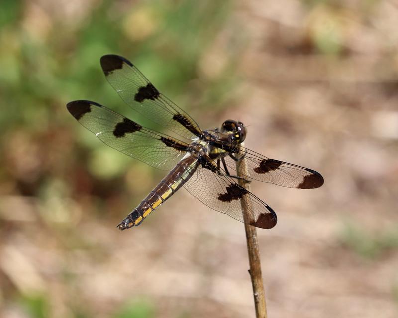 Photo of Twelve-spotted Skimmer