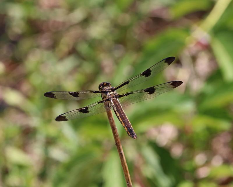 Photo of Twelve-spotted Skimmer