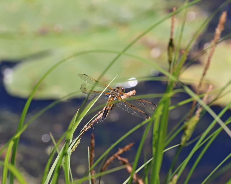 Photo of Four-spotted Skimmer