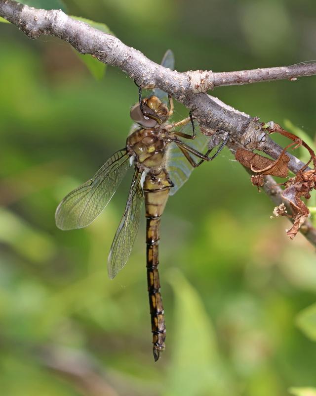 Photo of Stygian Shadowdragon