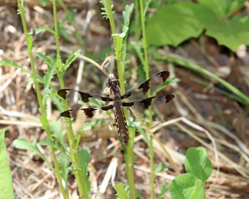 Photo of Common Whitetail