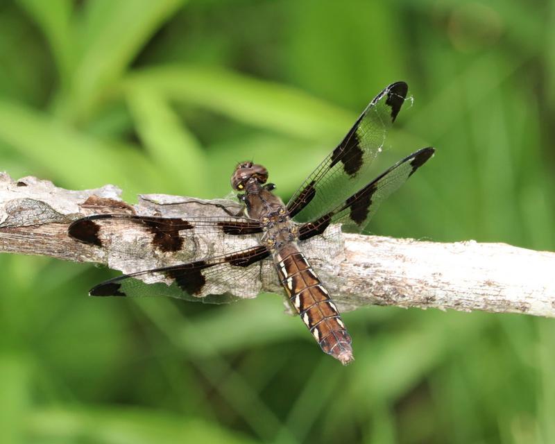 Photo of Common Whitetail