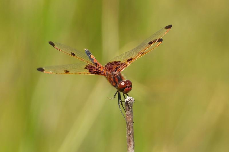 Photo of Calico Pennant