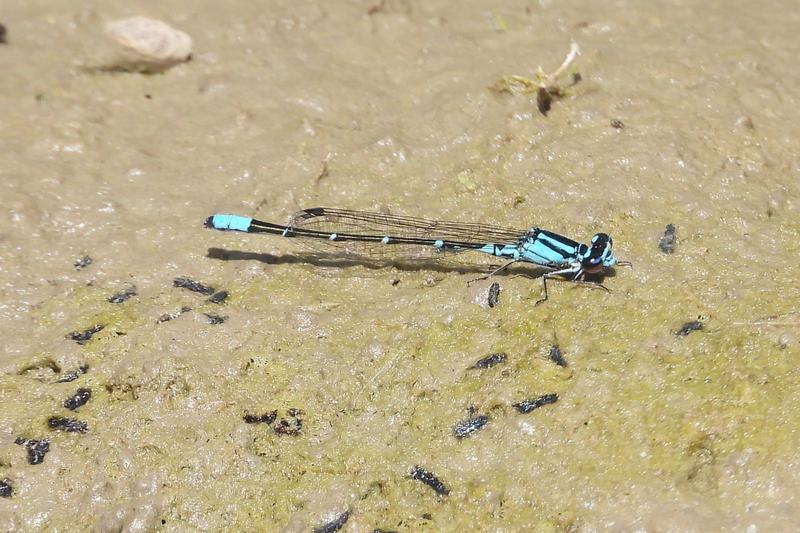 Photo of Skimming Bluet