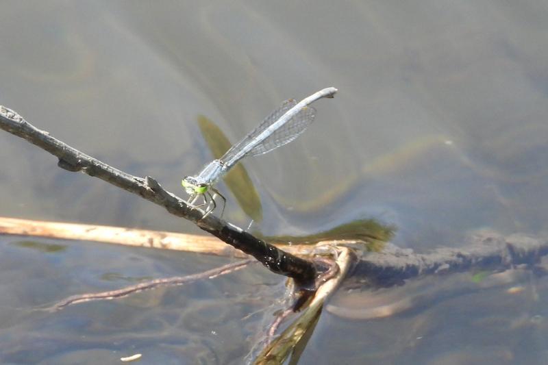 Photo of Eastern Forktail