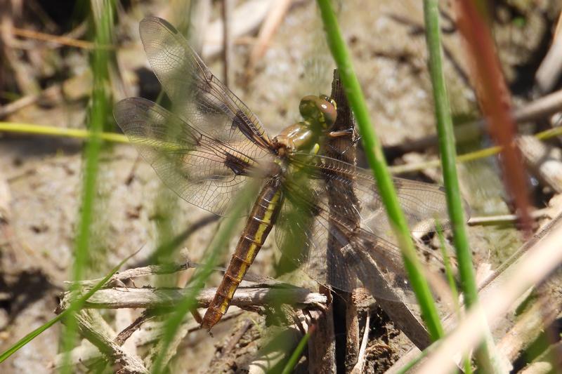 Photo of Twelve-spotted Skimmer