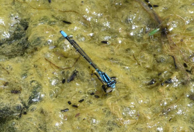 Photo of Skimming Bluet