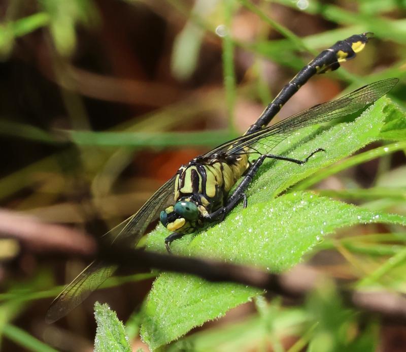 Photo of Splendid Clubtail