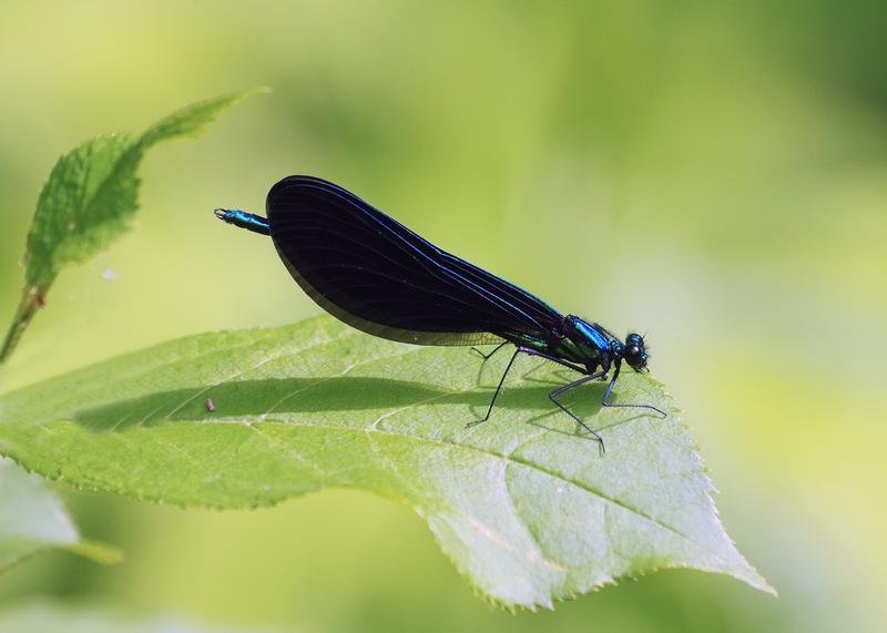 Photo of Ebony Jewelwing