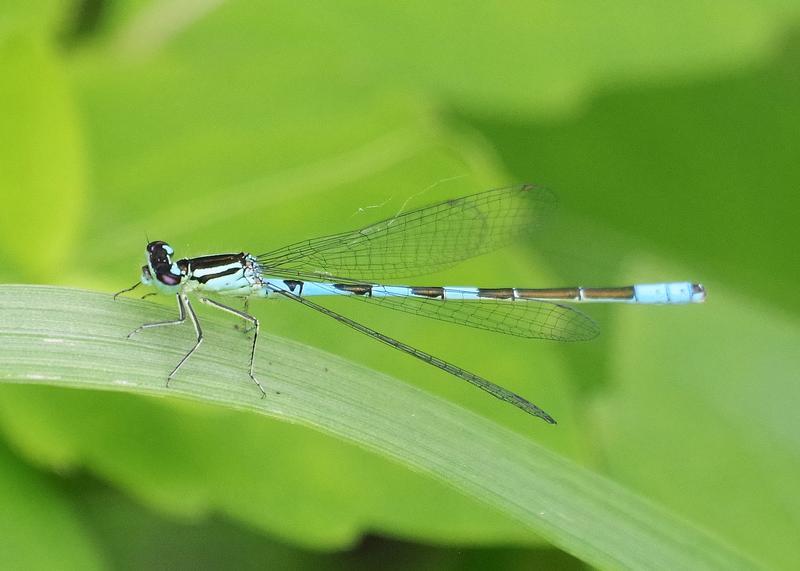 Photo of Taiga Bluet