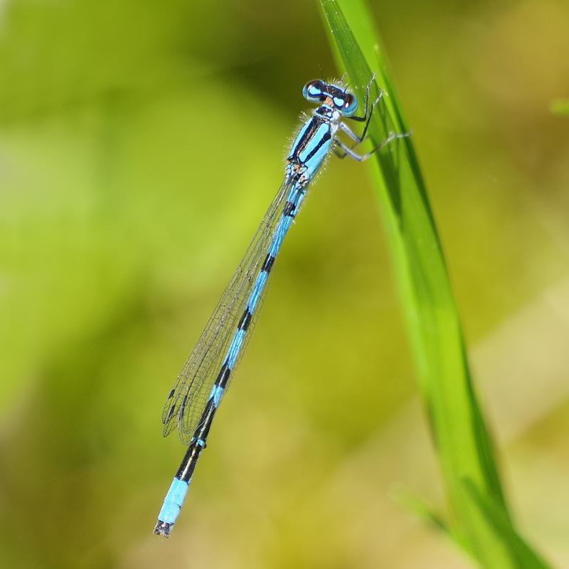 Photo of Marsh Bluet