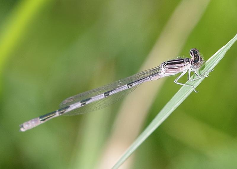 Photo of Double-striped Bluet