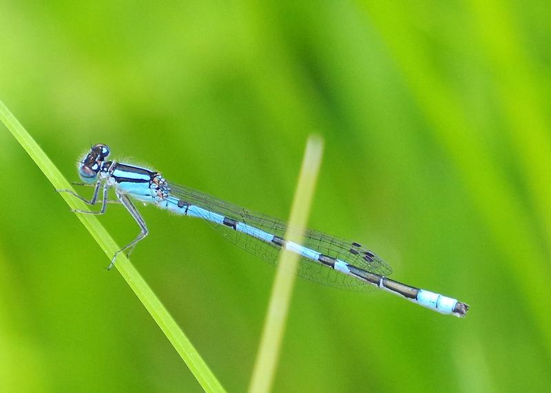 Photo of Marsh Bluet