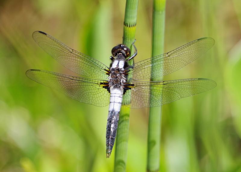 Photo of Chalk-fronted Corporal
