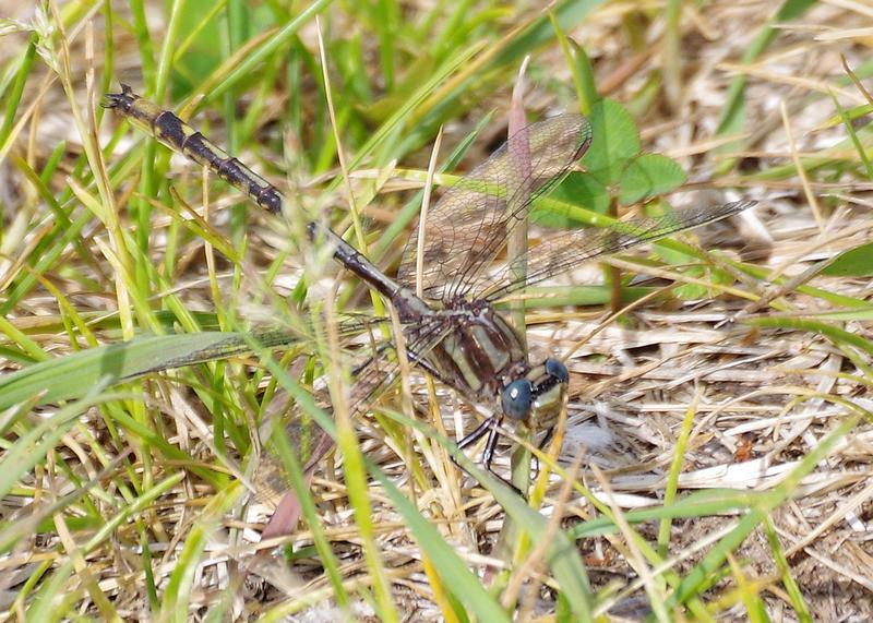 Photo of Dusky Clubtail