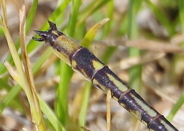 Photo of Dusky Clubtail